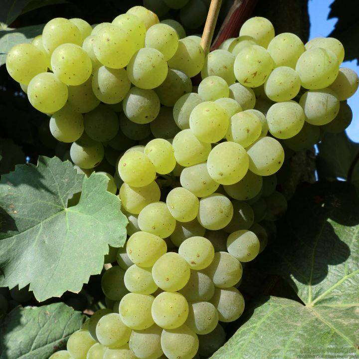 О винограде Цитронный Магарача: описание и характеристики сорта, посадка и уход