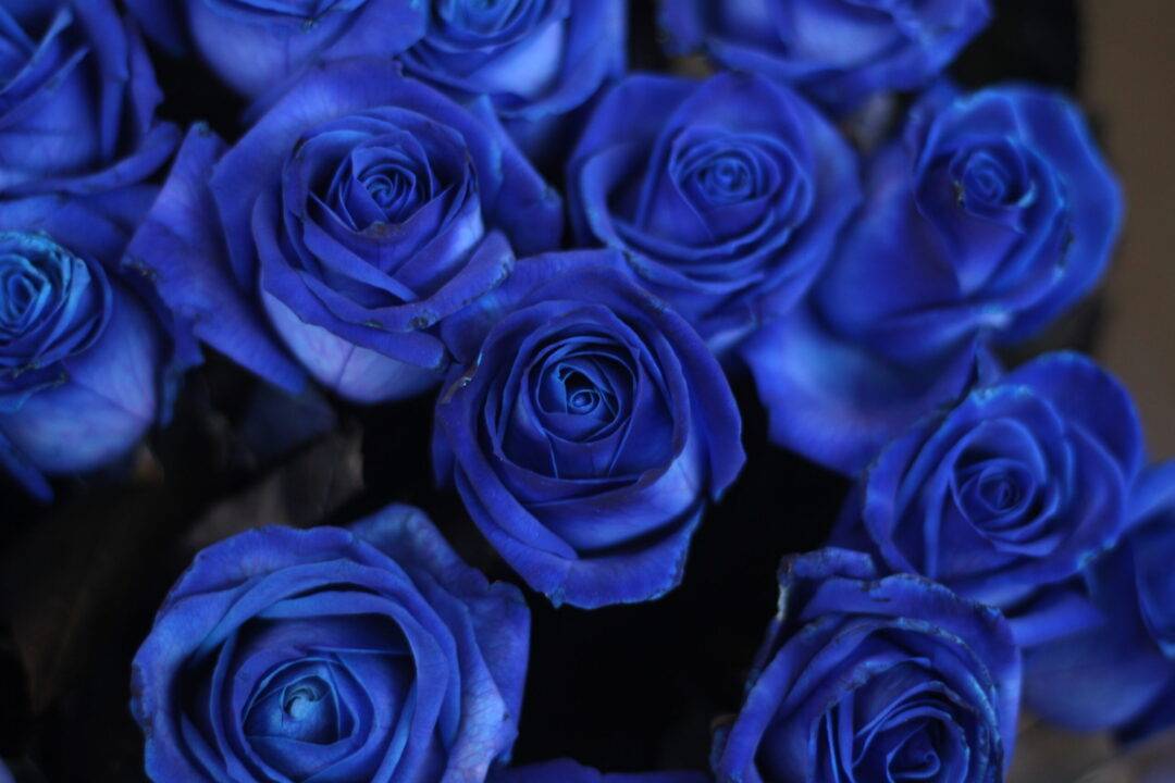 О синих розах: существуют ли в природе розы синего цвета, выращивание в колбах