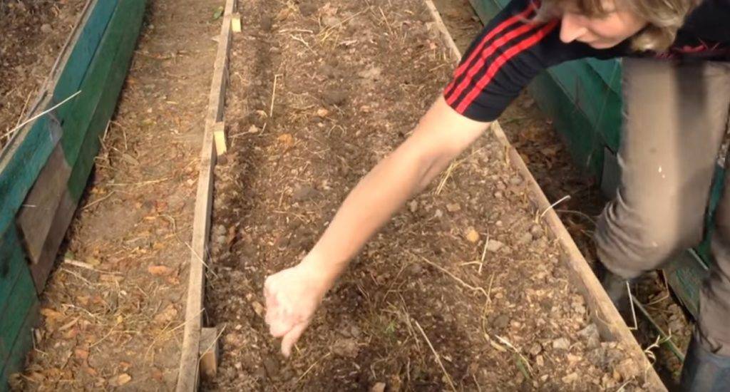 Какие и когда высевать сидераты в теплице — основные правила и рекомендации