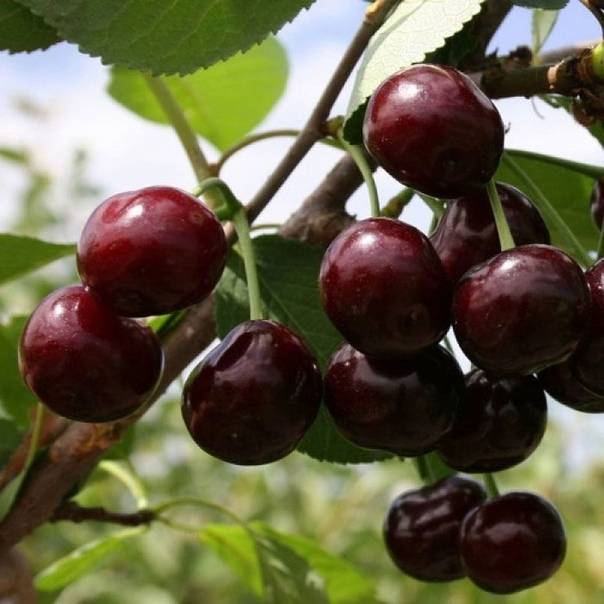 Лучшие сорта вишни для подмосковья: сладкие, самоплодные, самоопыляемые, низкорослые, карликовая, войлочная, колоновидная, отзывы садоводов
