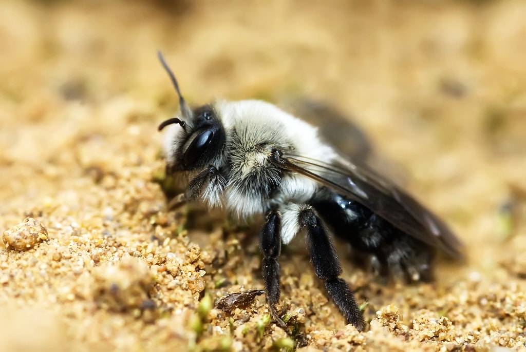 Внешний вид, ареал обитания и повадки земляных пчел. польза и вред