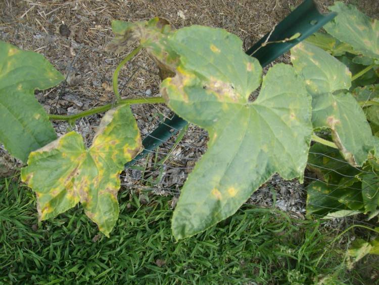 Почему желтеют листья у кабачков в открытом грунте и что делать