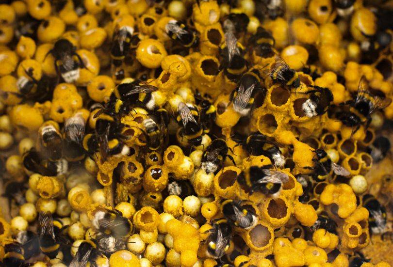 Разведение пчел для начинающих — своя пасека с нуля