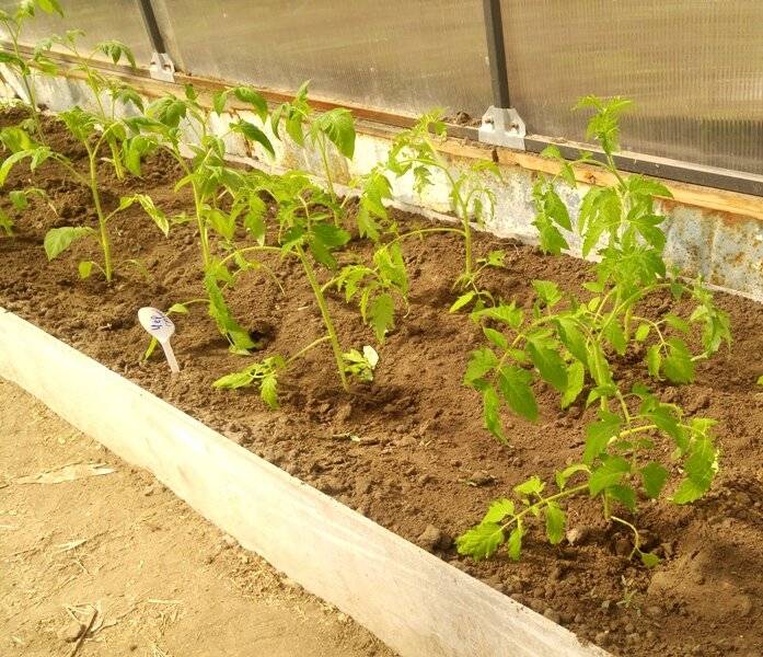Как правильно посадить томаты лёжа по методу маслова? достоинства и недостатки метода выращивания помидоров лёжа по маслову