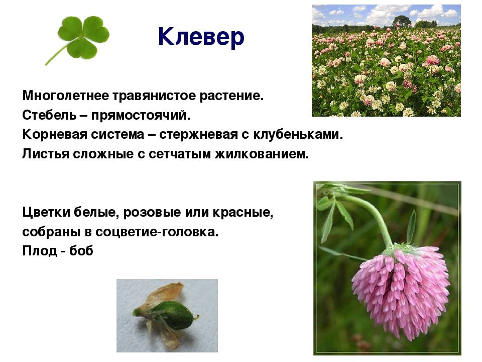 Декоративный клевер для выращивания не только на газоне, но и в цветнике! на supersadovnik.ru
