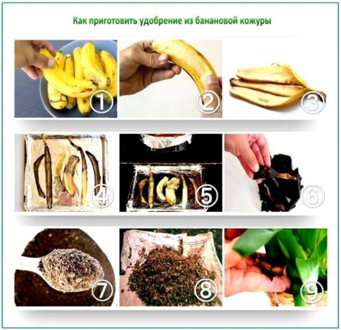 Удобрение из банановой кожуры: для рассады, огорода, комнатных растений, подкормка из банана для цветов