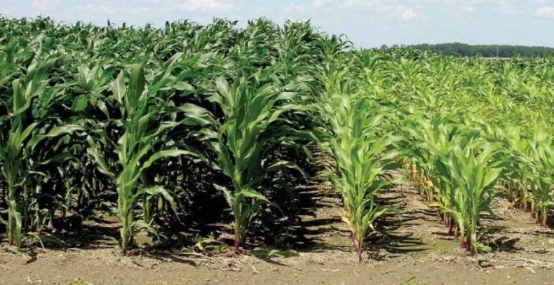Чем подкормить кукурузу: профессиональные и народные средства