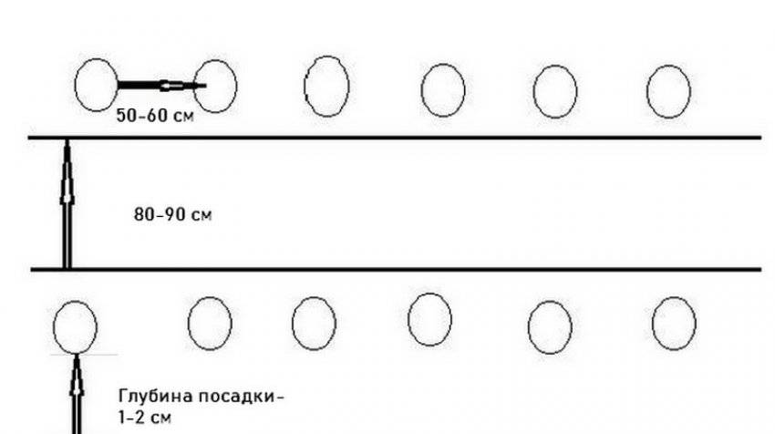 Схема посадки перца в теплице по два в лунку при посадке