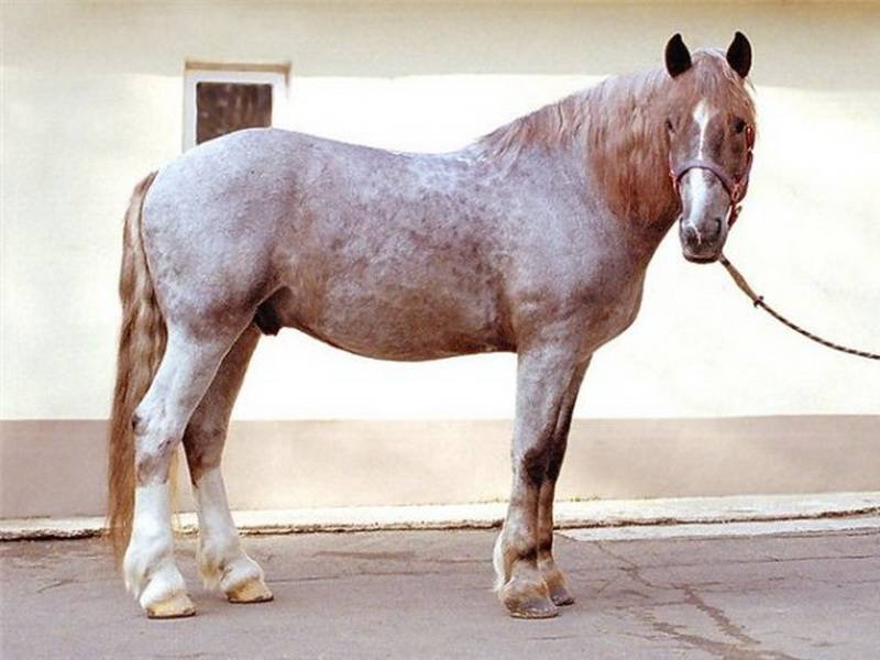 Чалая масть лошади: описание и фото масти