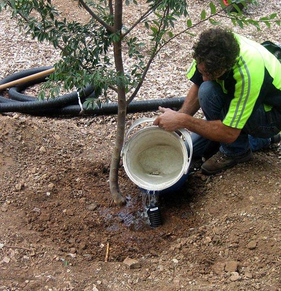 Как поливать деревья летом