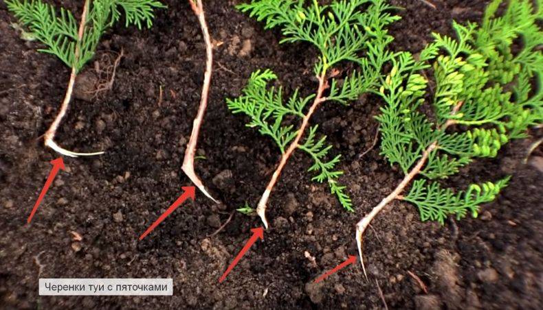 Размножение туи черенками осенью: как вырастить дерево из веточки в домашних условиях