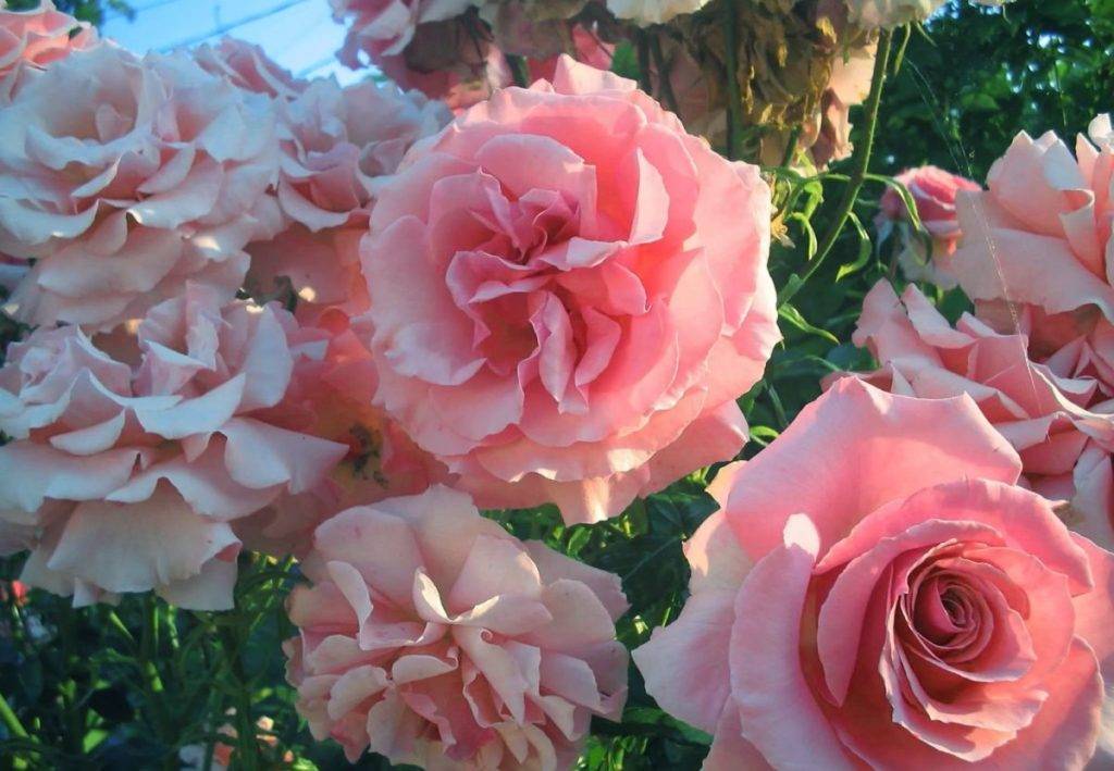 Роза грандифлора: что это такое, а также описание сортов и их фото, сравнительная таблица с другими видами растения, уход за цветкомдача эксперт