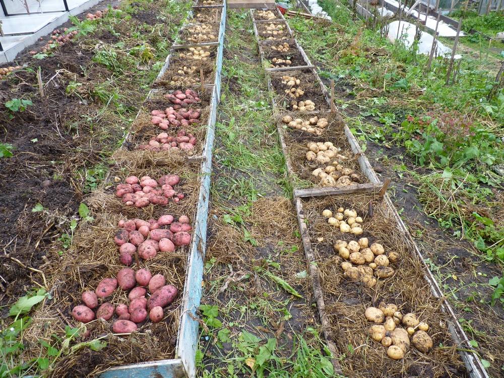 Посадка картофеля в открытый грунт любительское руководство