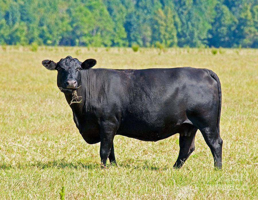 Абердин-ангусская порода коров: описание и характеристика