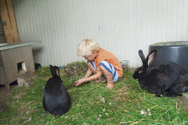 Едят ли кролики лопух: польза для животных, правила и нормы кормления