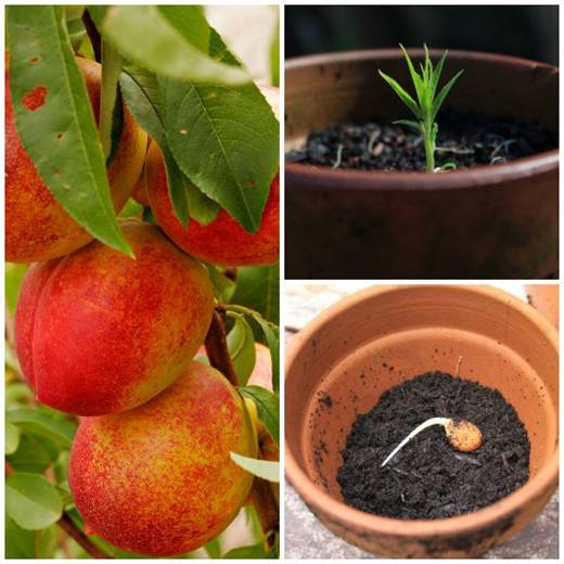 Сроки посадки персика осенью: инструкция для начинающих