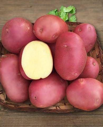 Картофель беллароза: прекрасный сорт!