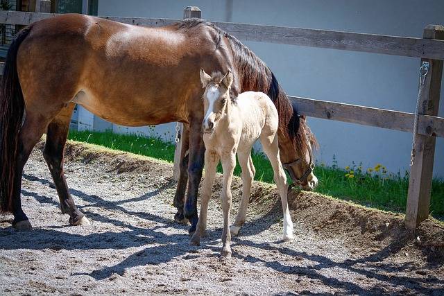 Разведение лошадей: как размножаются и как разводить? особенности и правила