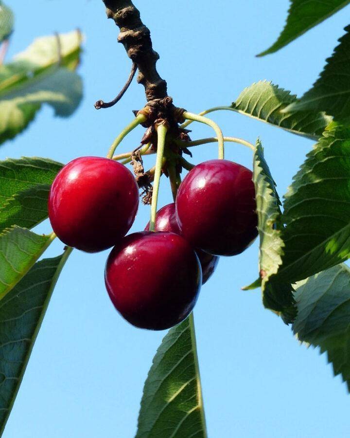 Описание 25 лучших сортов вишни для урала и сибири, посадка и уход в открытом грунте
