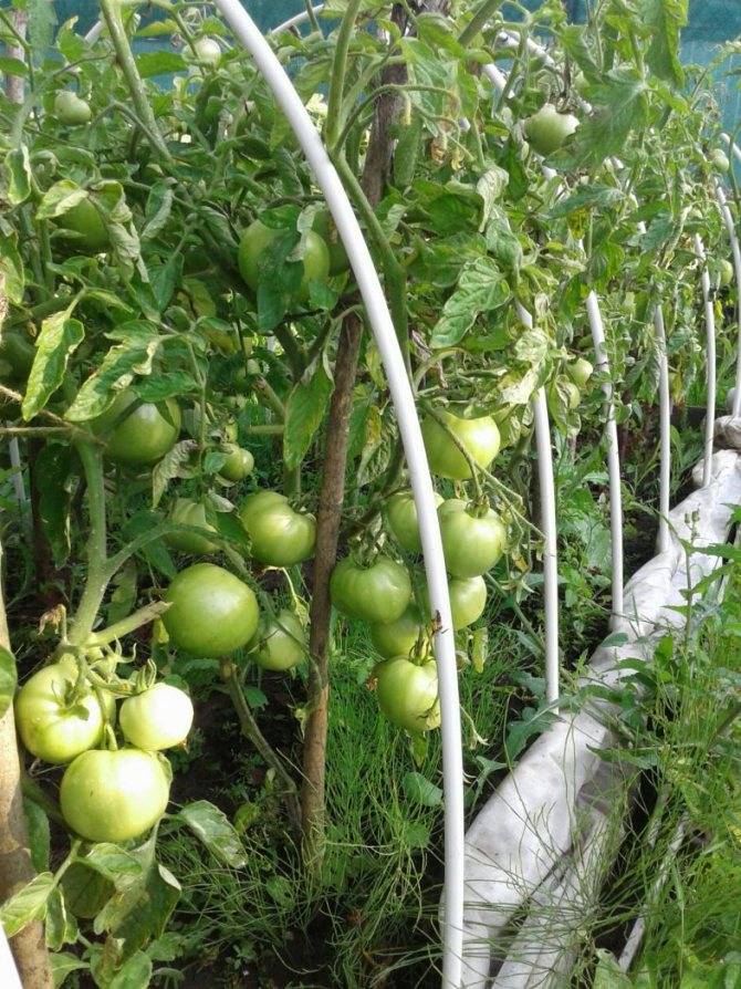 15 секретов как вырастить хороший урожай помидор в открытом грунте и в теплице (фото & видео) +отзывы