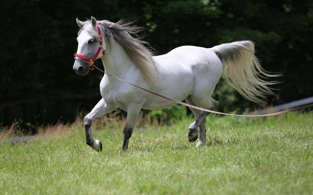 О липицианской лошади: описание породы и характеристики лошадей, уход за породой