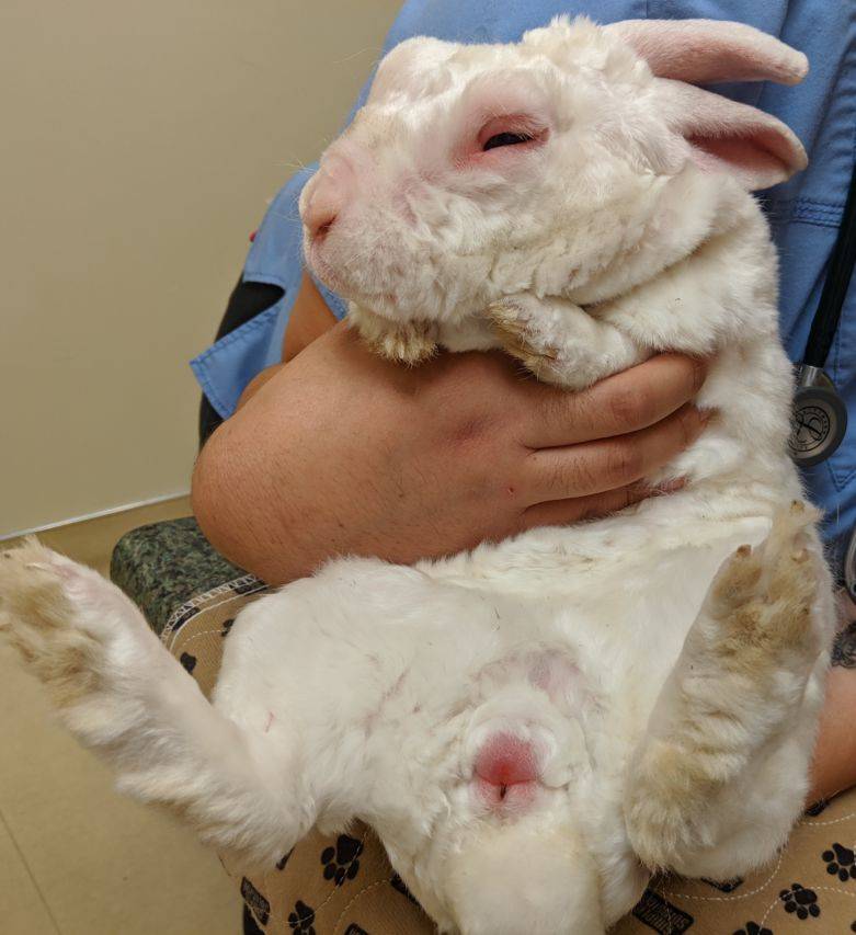Кожный грибок (дерматомикоз) у кроликов | кролик дома