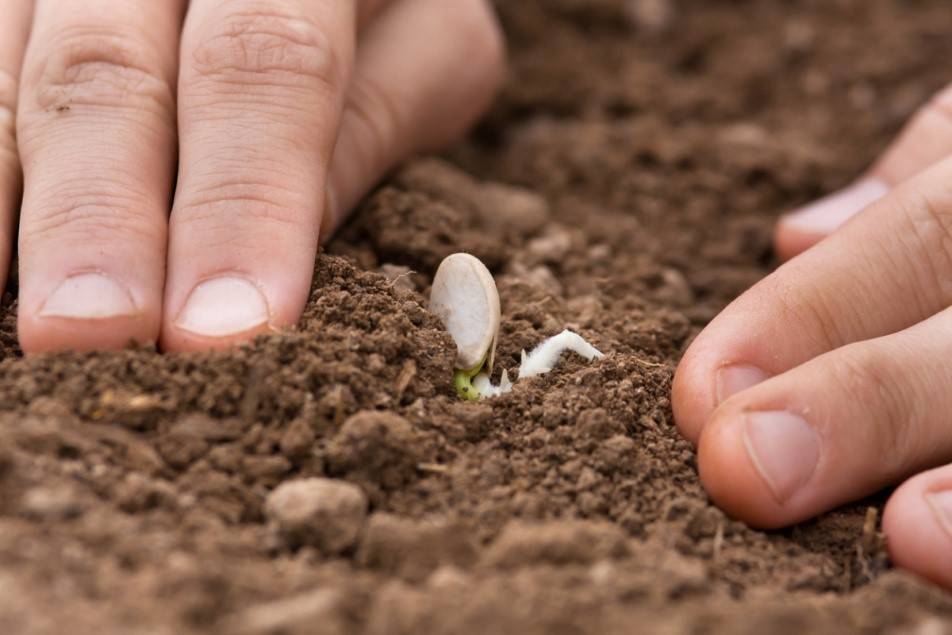 Выращиваем тыкву рассадой: как посадить семена и высадить рассаду в грунт — как сажать тыкву в открытый грунт рассадой — про огород