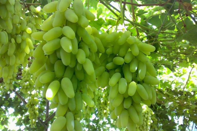Виноград дамские пальчики: описание сорта, фото, выращивание и отзывы о винограде хусайне белый