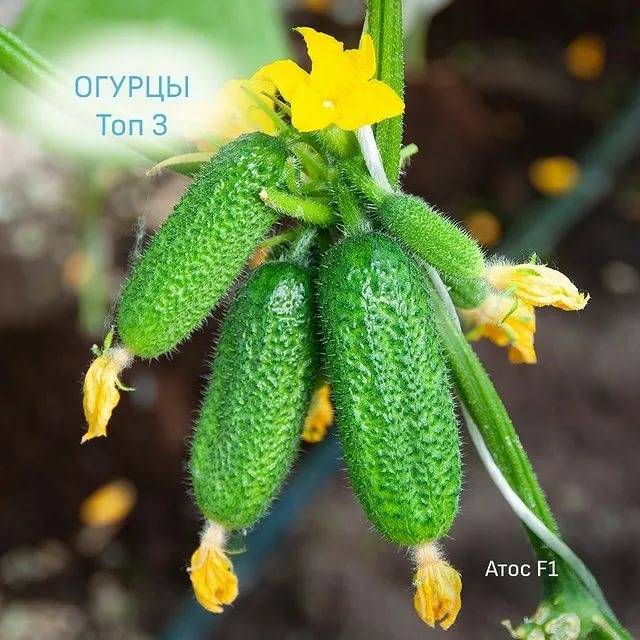 Описание и особенности выращивания гибрида огурцов «атос f1»