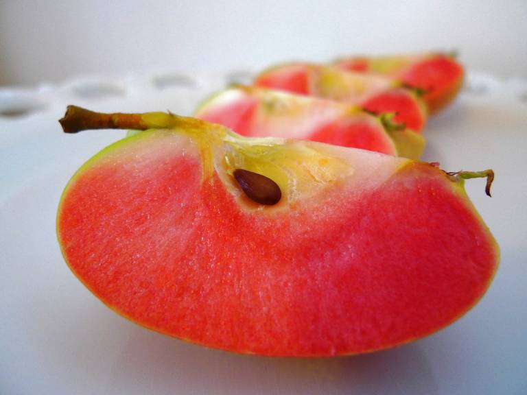 Яблоня розовый жемчуг: особенности сорта и ухода