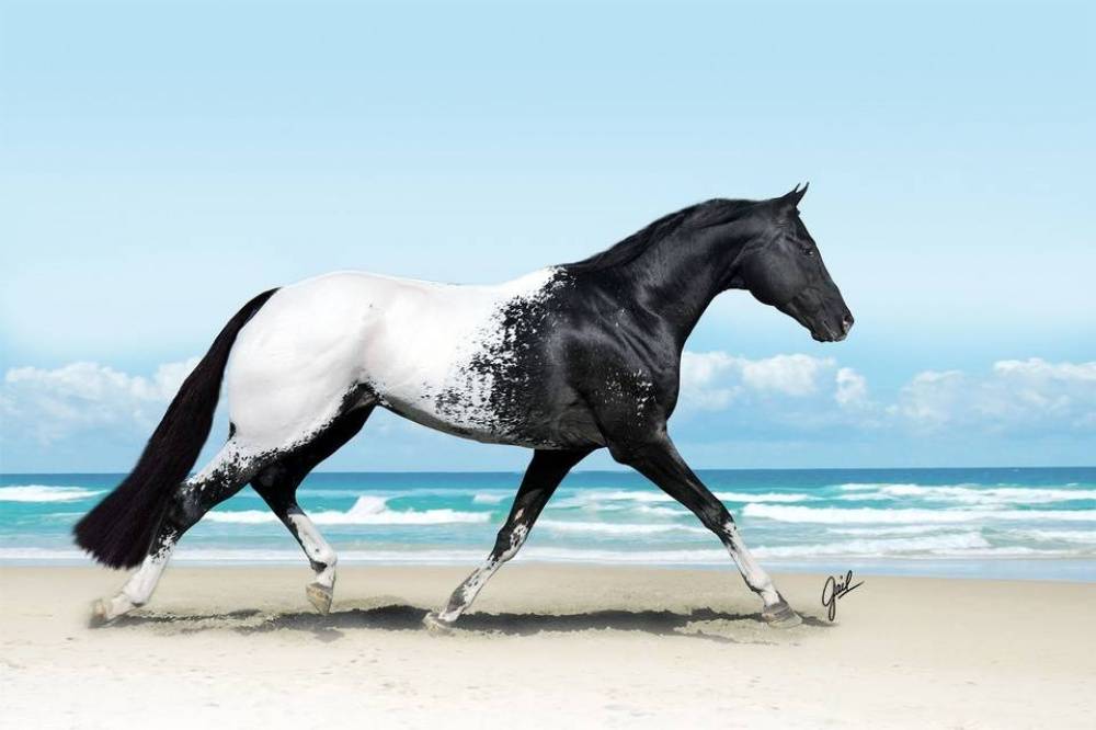 Самые красивые лошади в мире: топ-3 красивых пород, необычные лошади