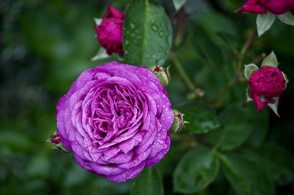 Роза хайди клум — описание, правила выращивания, посадки и ухода