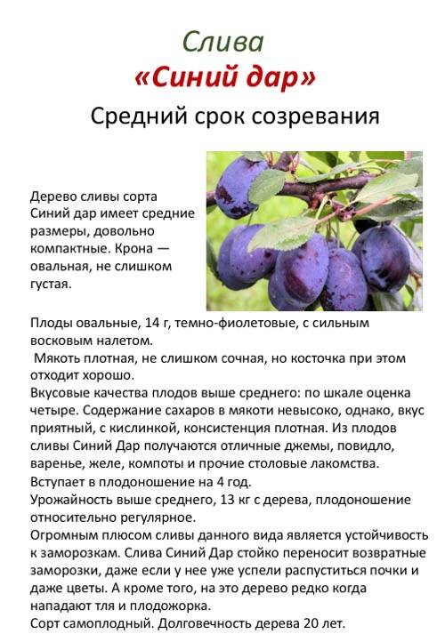 Слива синий дар: отзывы про выращивание и про плоды, описание сорта