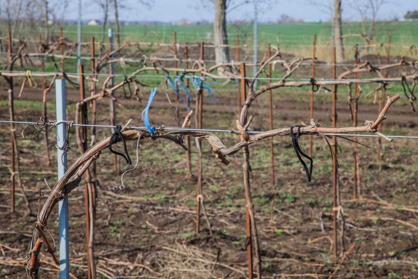 Виноград в сибири для начинающих: посадка и уход, как правильно выращивать, когда садить и собирать