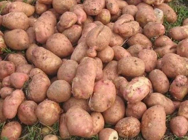 Дразник картошка. Фитовак для картошка. Картофель зимовал на улице пригоден для посадки. Подготовка картофеля к ранению.