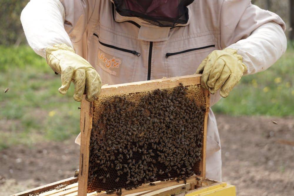 Лекции владимира георгиевича кашковского: технология ухода за пчелами, обзор видеоуроков по пчеловодству