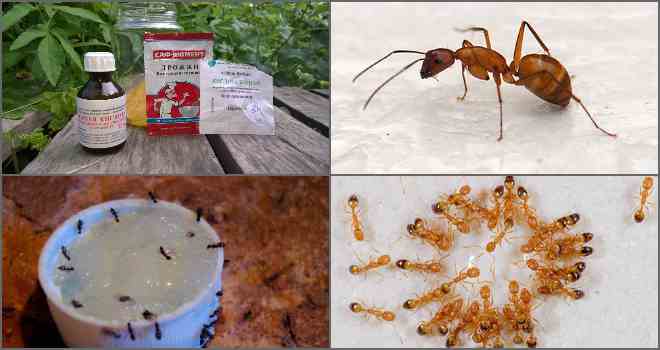 Борная кислота от муравьев: рецепты с яйцом, медом, сахаром