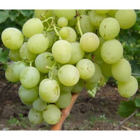 Виноград "восторг": описание сорта, фото