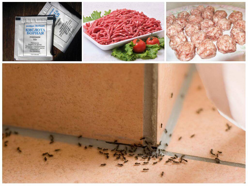 Борная кислота от муравьев в огороде и доме — рецепты отравы