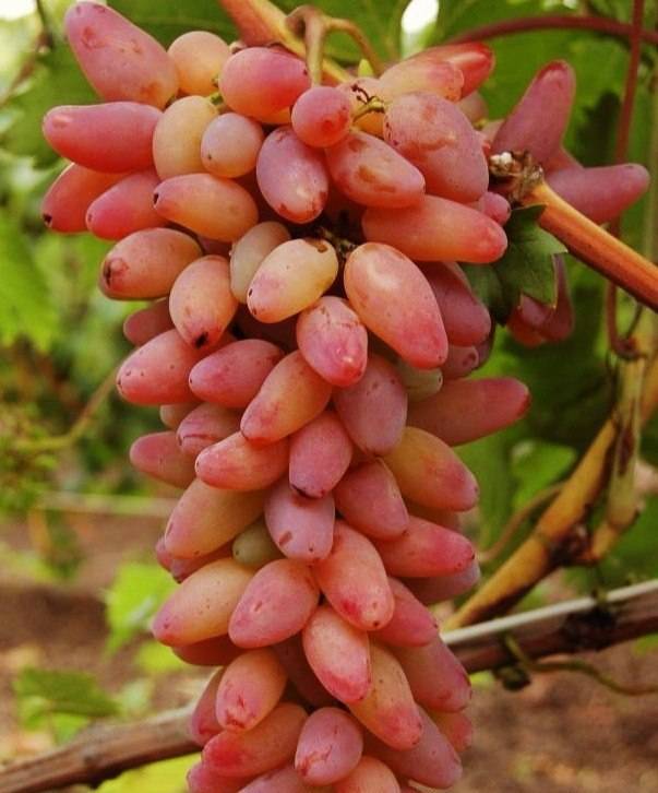 Сорт винограда оригинал - сорта винограда, столовые | описание, советы, отзывы, фото и видео