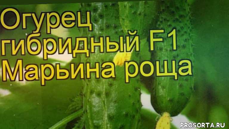 Огурец «марьина роща f1» (8 фото): описание сорта и отзывы