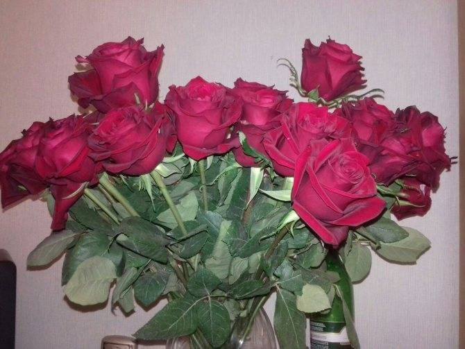 Что делать, чтобы срезанные розы дольше стояли в вазе? какие сорта роз стоят в срезанном виде в вазе дольше всего? как правильно добавлять сахар, водку, аспирин в воду в вазе, чтобы живые розы дольше