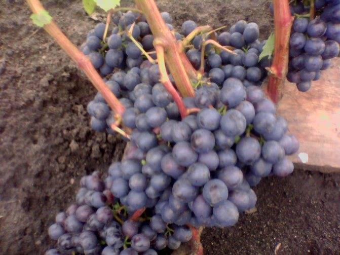 Алтайские сорта винограда, советы по посадке весной для начинающих