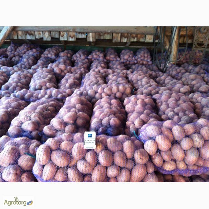 Картофель беллароза: характеристика, описание сорта, посадка и уход