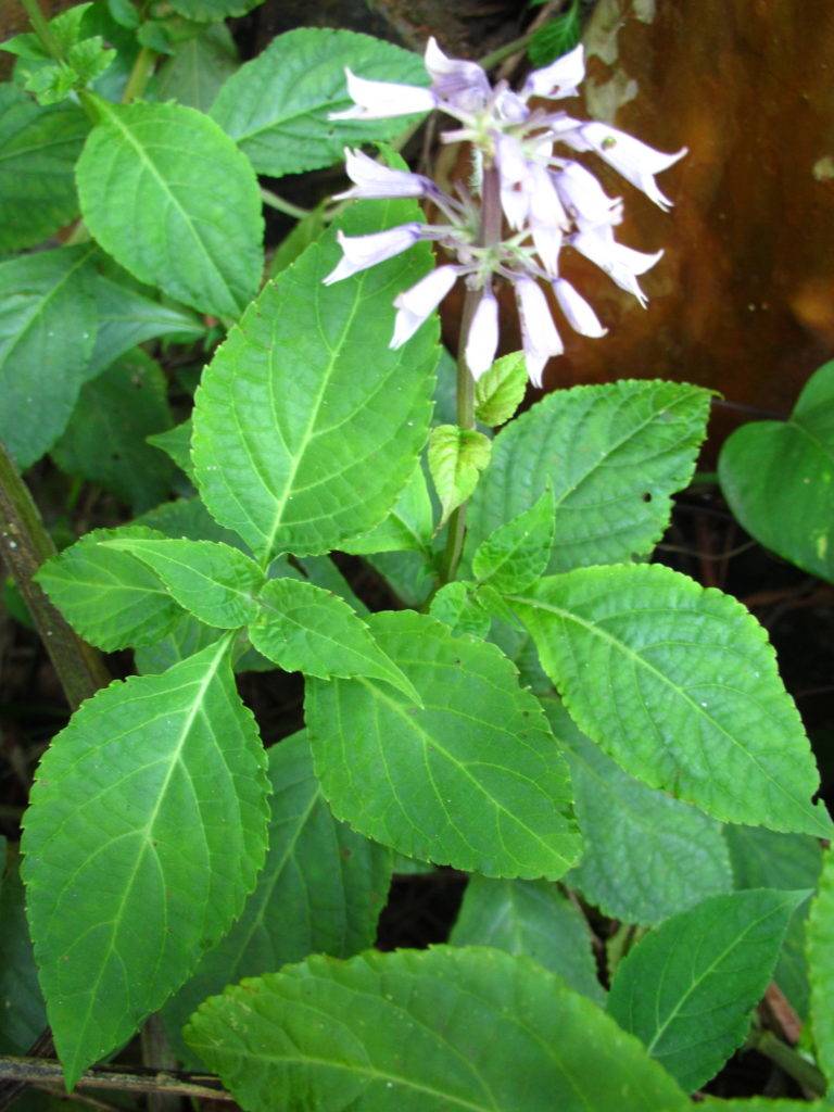 Шалфей (сальвия), незаменимое растение для сада, фото