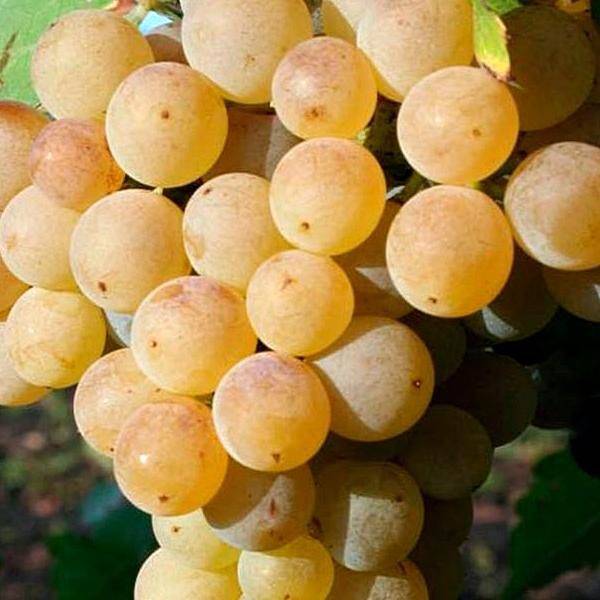 Виноград "цитронный магарача": описание сорта, выращивание и отзывы