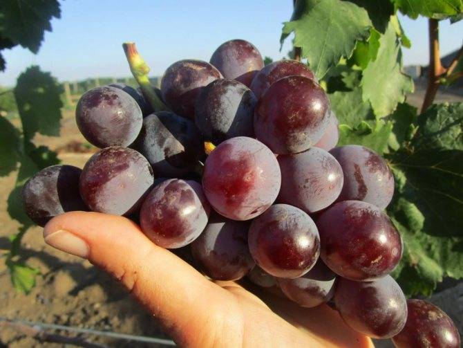 Сорт винограда Сенатор: описание, особенности, рекомендации по разведению и содержанию