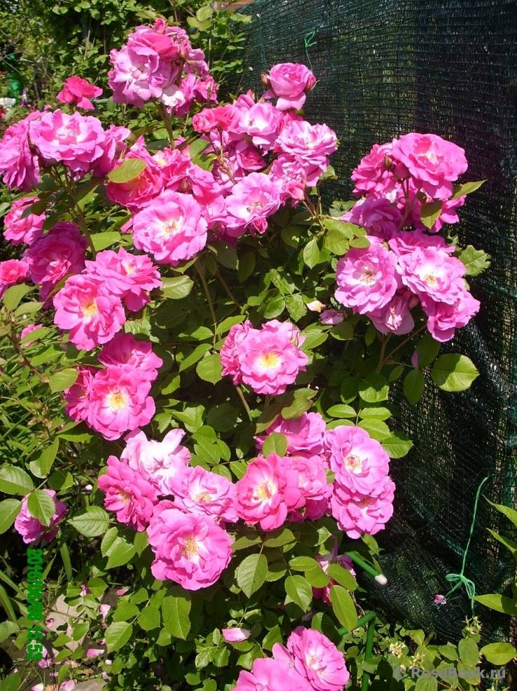 Канадские парковые розы: сорта с фото и описаниями, отзывы о сортах