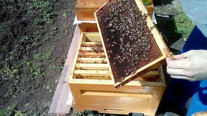 Работа с пчелами в августе: основные этапы, подкормка, уход, что делать пчеловоду - omvesti.com