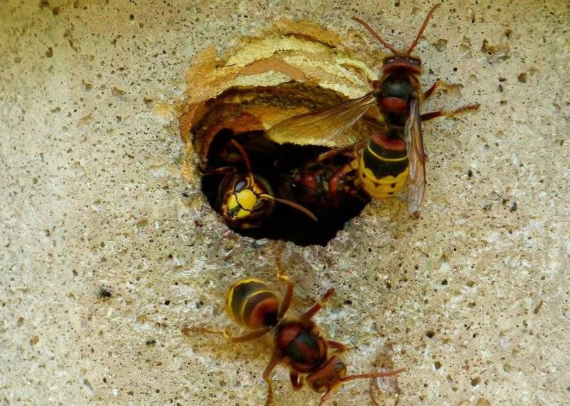 Что делать, если дома завелись осы?